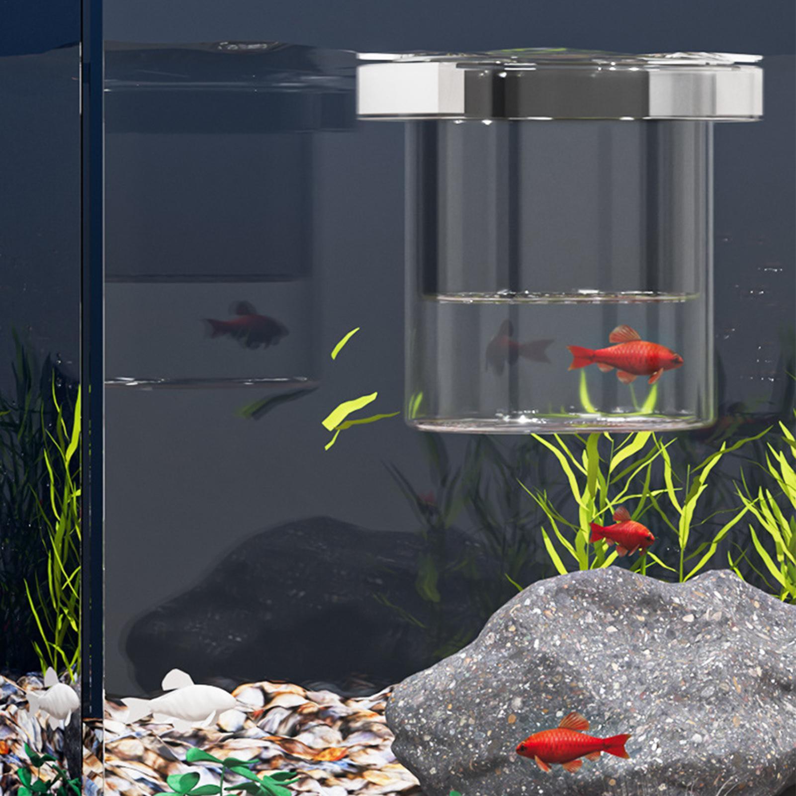 Robuste Fischzuchtbox, Isolati – Betta Fish Tank Bewertung und Preis