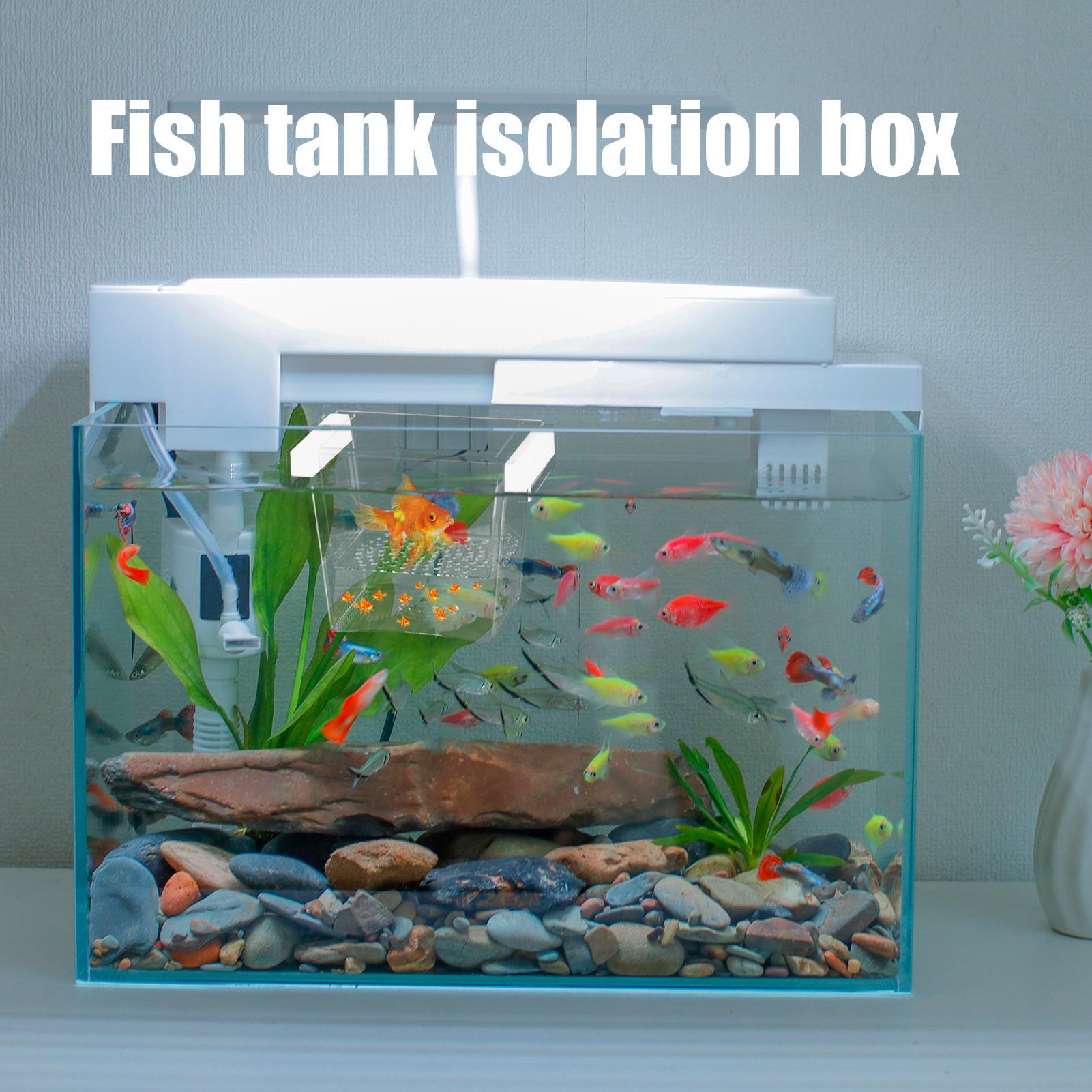 Robuste Fischzuchtbox, Isolati – Betta Fish Tank Bewertung und Preis