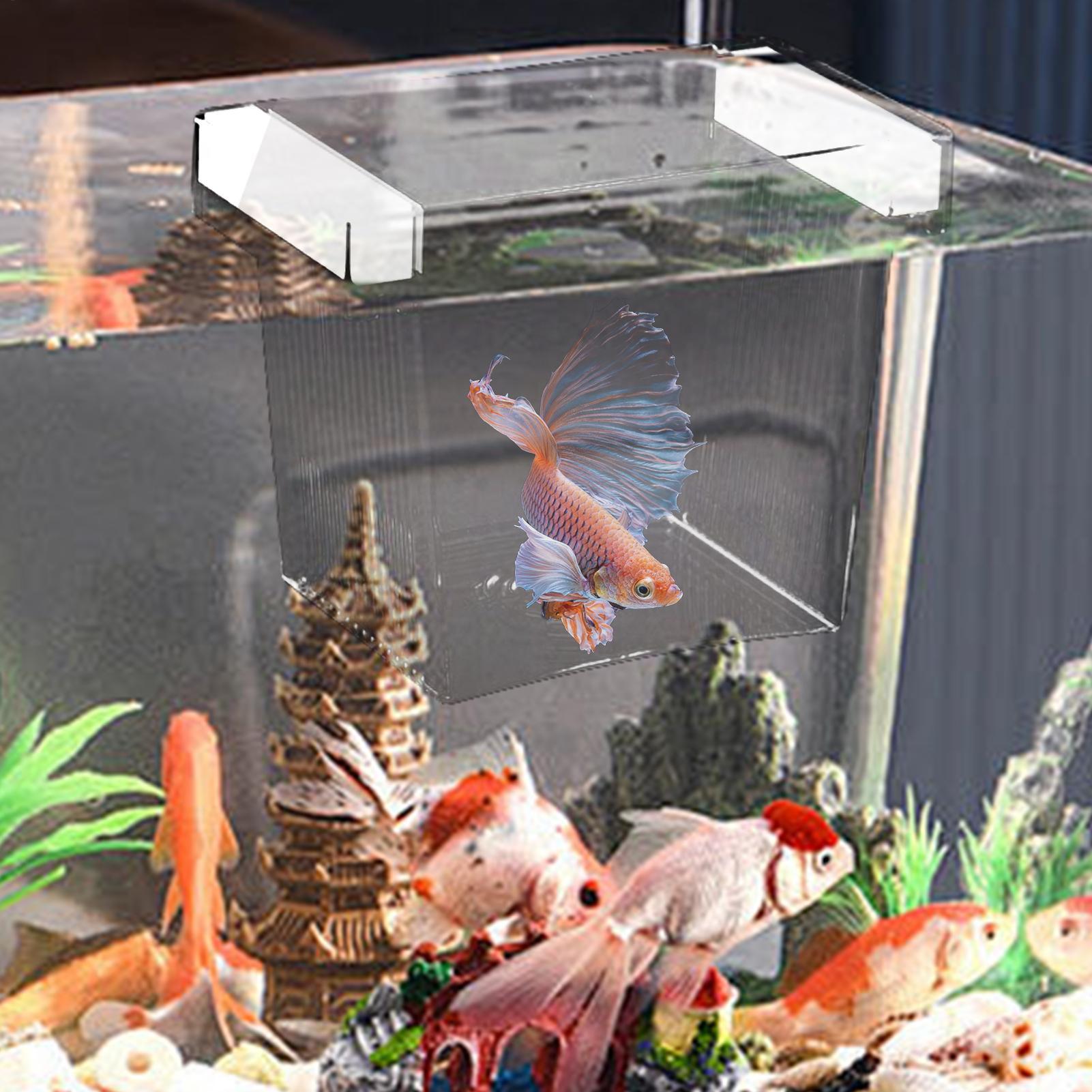 Schwimmende Fischzucht-Isolier – Aquarium Fish Betta Bewertung und Preis