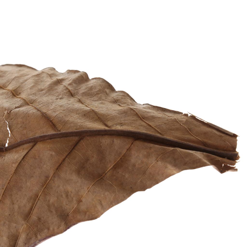Fischaquarien Indische Mandelb – Aquarium Fish Betta Bewertung und Preis