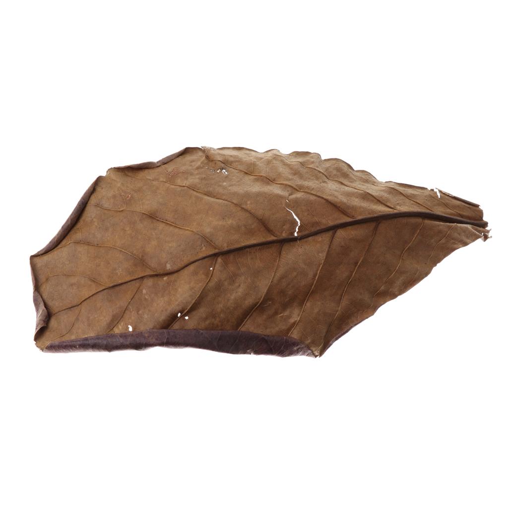 Fischaquarien Indische Mandelb – Aquarium Fish Betta Bewertung und Preis