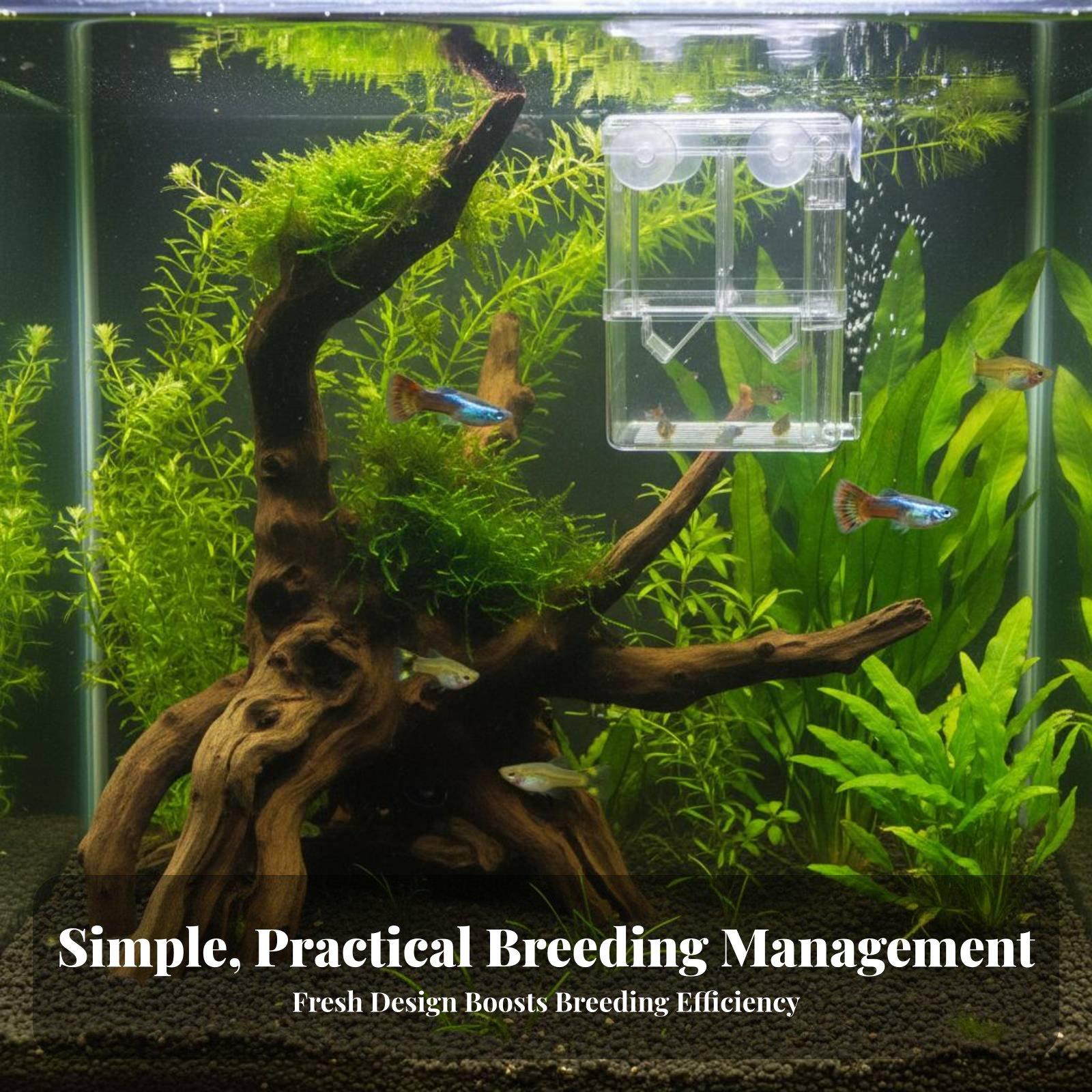 Doppelschichtiger Aquarium-Zuc – Aquarium Fish Tank Bewertung und Preis