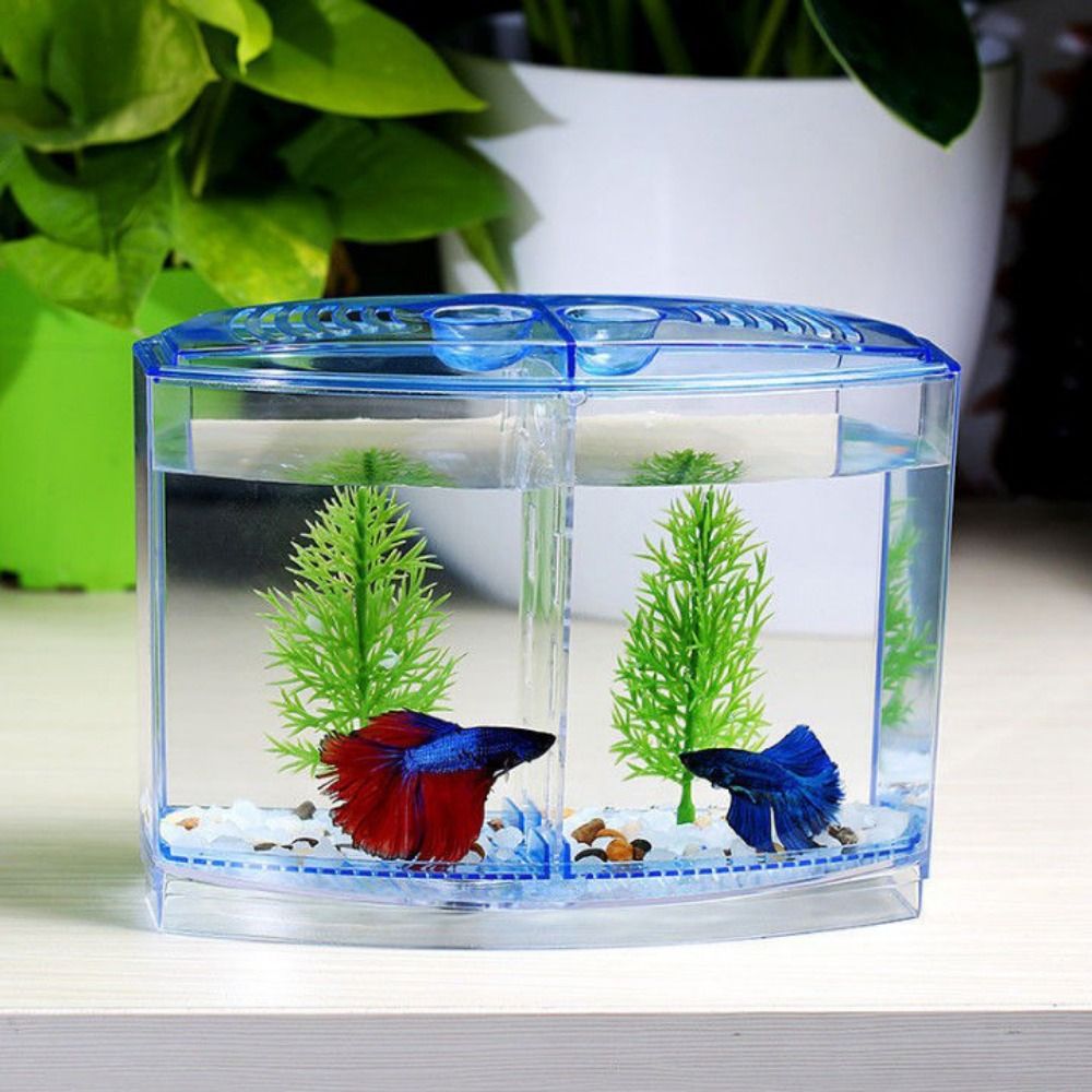 Transparentes Betta-Aquarium,  – Aquarium Fish Betta Bewertung und Preis