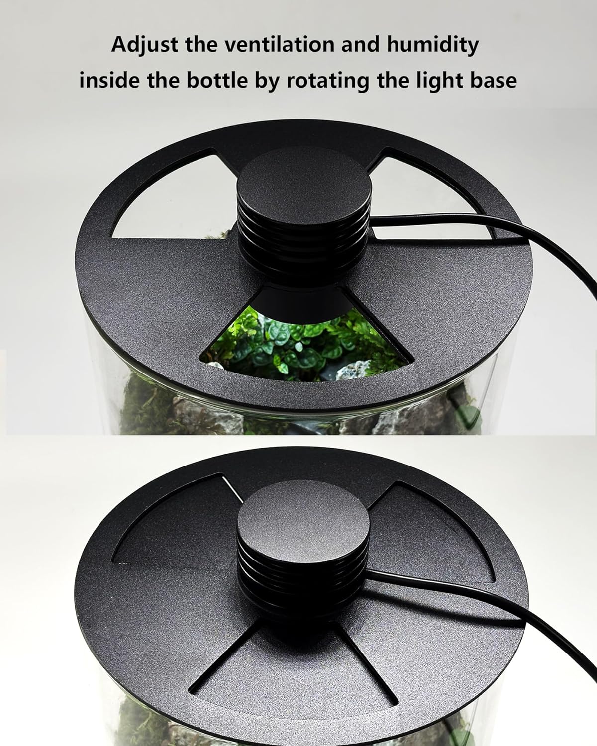 Glas-Terrarium für Innenräume  – Betta Fish Tank Bewertung und Preis